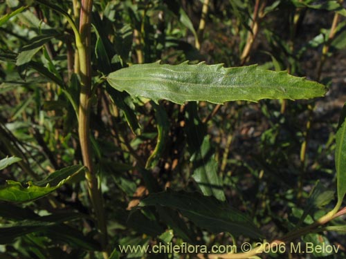 Image of Baccharis sp. #3078 (baccharis). Click to enlarge parts of image.